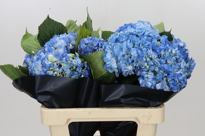 <h4>Hydrangea Premium Natural Shocking Blue</h4>