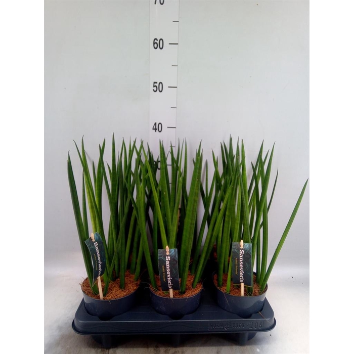 <h4>Sansevieria cyl.  ...</h4>
