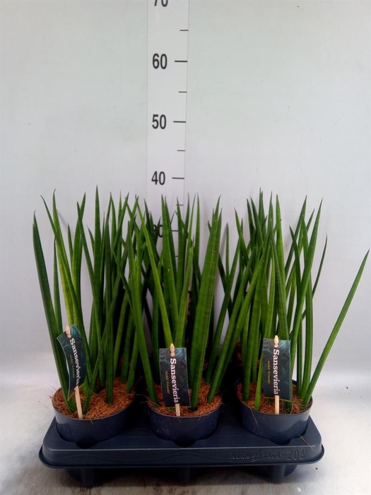 <h4>Sansevieria cyl.  ...</h4>