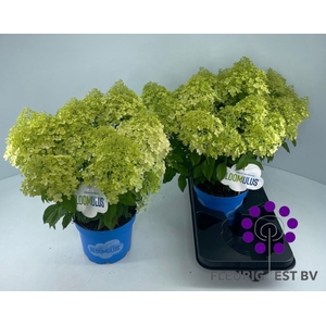 HYDR PA BLOOM CIRRUS