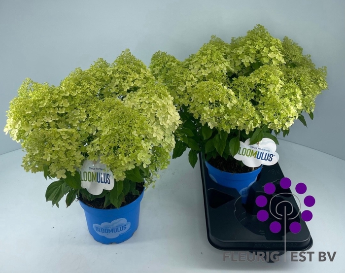 <h4>HYDR PA BLOOM CIRRUS</h4>