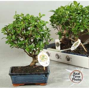 BONSAI GEM