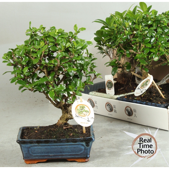 <h4>BONSAI GEM</h4>