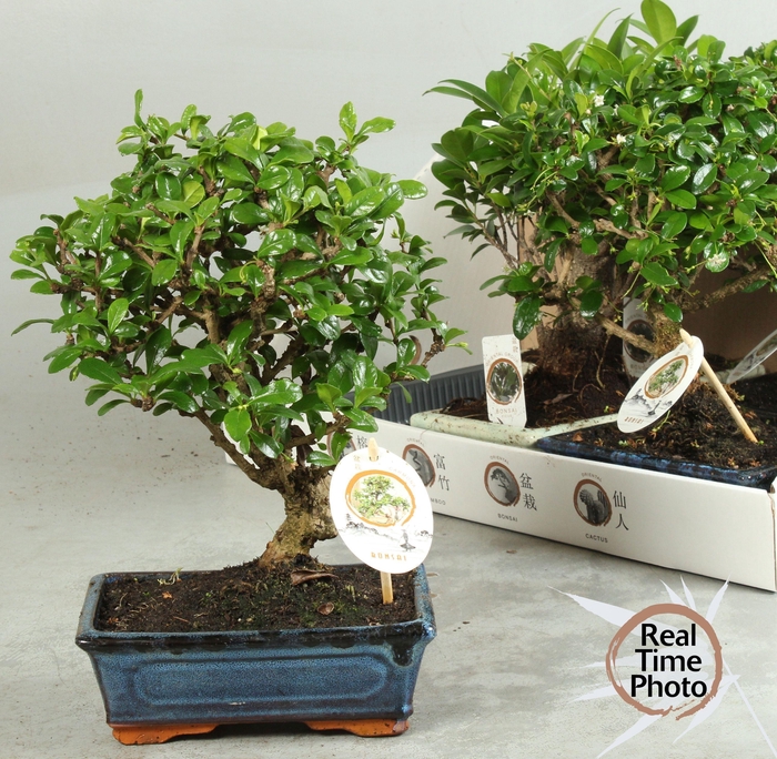 BONSAI GEM