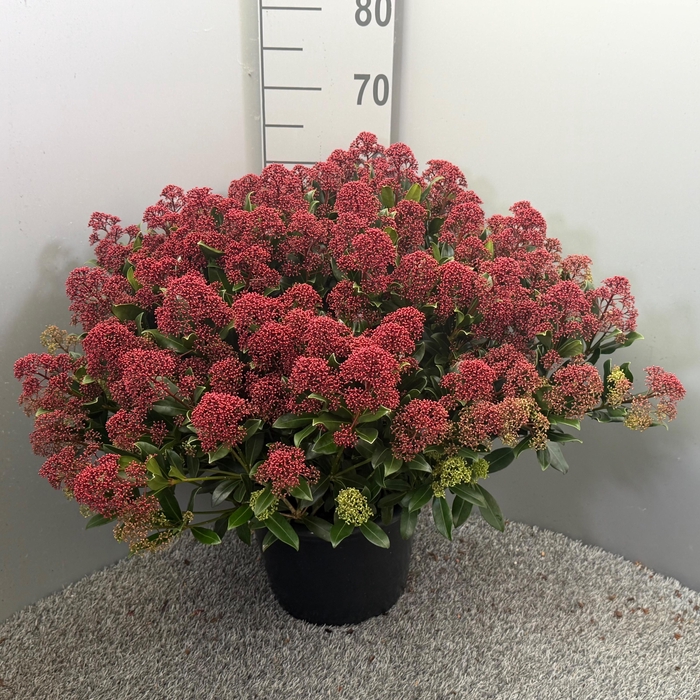 <h4>Skimmia japonica 'Rubesta Jos'</h4>