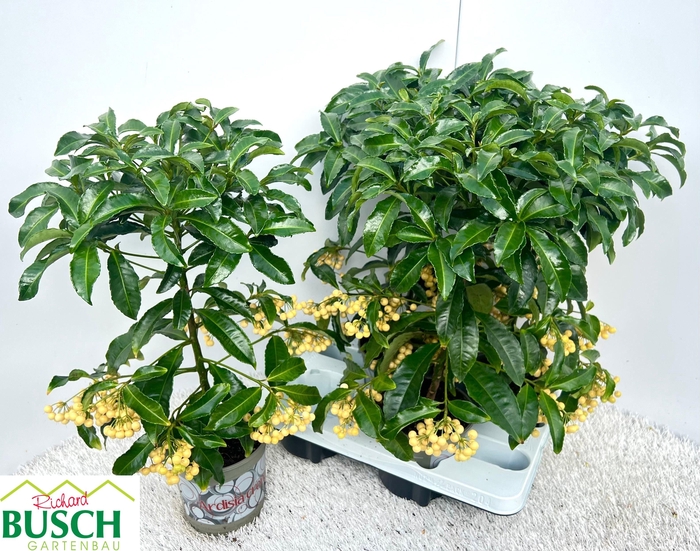 <h4>ARDIS CRENATA</h4>