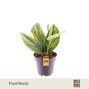 Epipremnum pinnatum Marble Planet