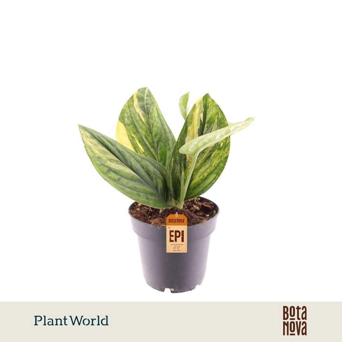 <h4>Epipremnum pinnatum Marble Planet</h4>