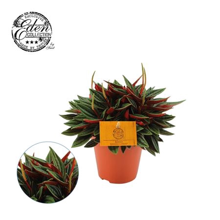 <h4>Peperomia Rosso</h4>