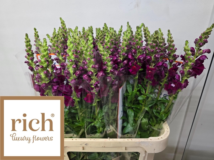 <h4>Antir Cool Crimson</h4>