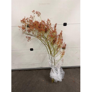 Rozenbottel Corallo Rosefruits