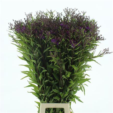 <h4>Vernonia Mammuth</h4>