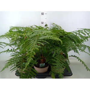 Dicksonia antarctica