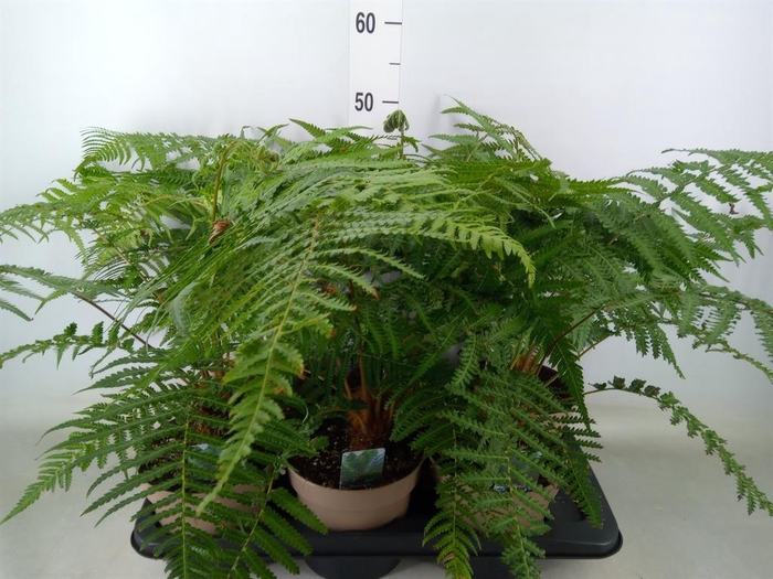 <h4>Dicksonia antarctica</h4>