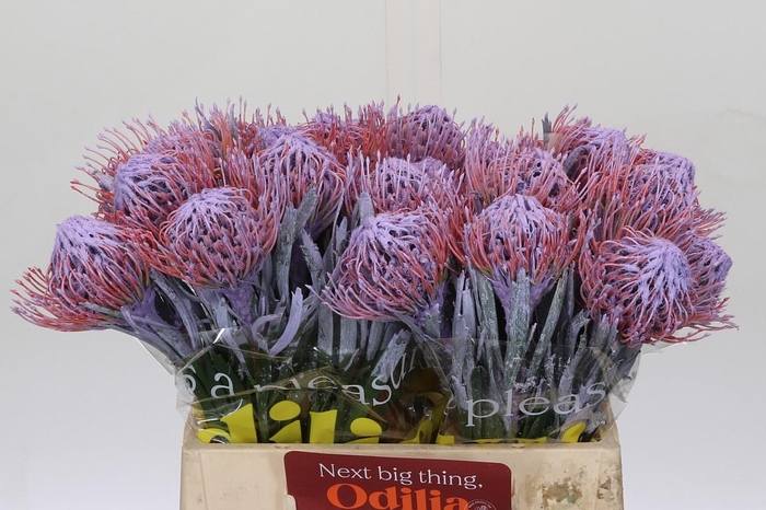 <h4>Nutans Painted Milka</h4>