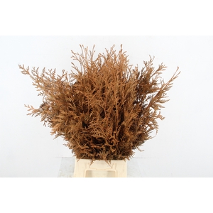 Conifeer Bs Caramel