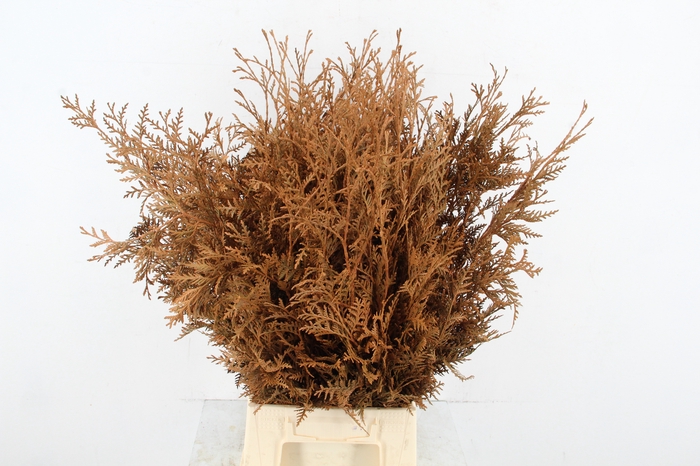 <h4>Conifeer Bs Caramel</h4>