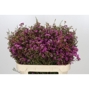 Chamelaucium Rotem