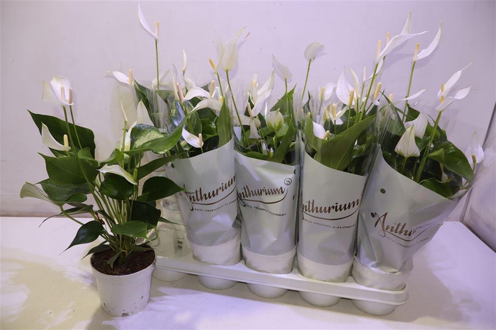 <h4>Anthu An Wit</h4>