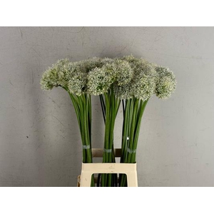 Allium Mount Everest