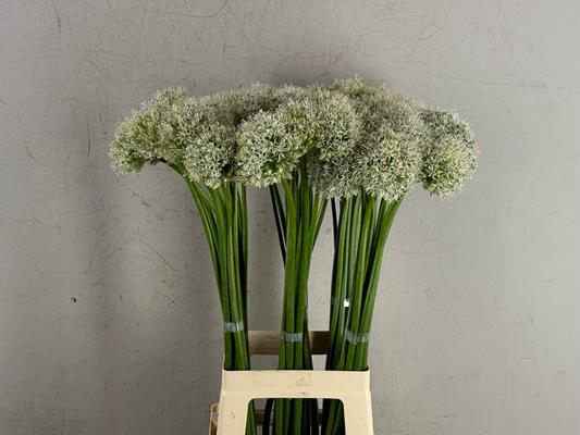 <h4>Allium Mount Everest</h4>