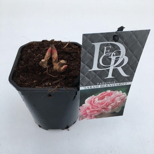 Paeonia 'Sarah Bernhardt'