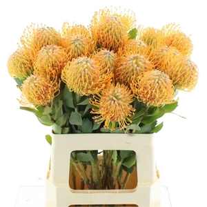LEUCO SOLEIL