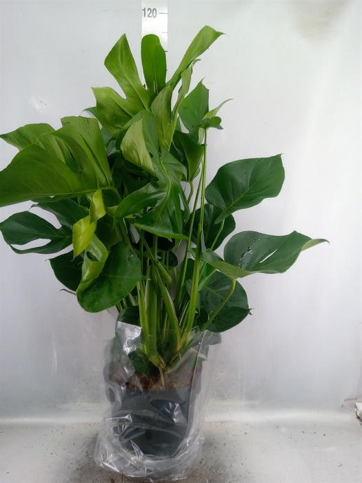 <h4>Monstera delic.</h4>