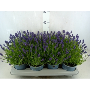 Lavandula angus. 'Essence Pure'