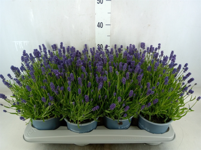 <h4>Lavandula angus. 'Essence Pure'</h4>