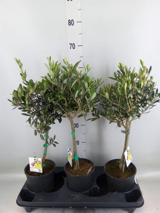 <h4>Olea europaea</h4>