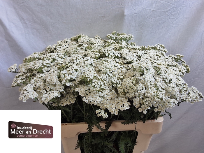 <h4>ACHIL M WHITE BEAUTY</h4>