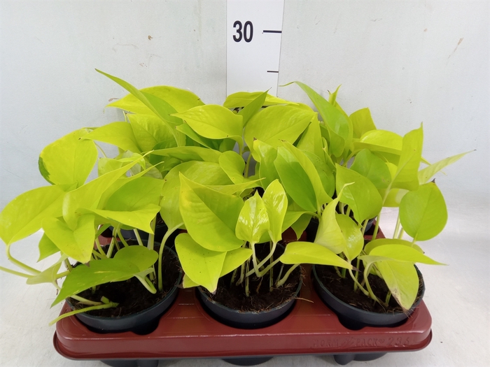 <h4>Epipremnum pinn. 'Golden Pothos'</h4>