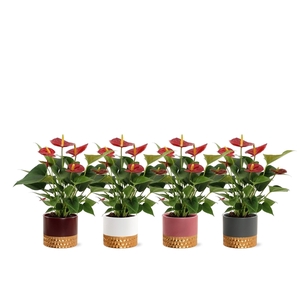 Anthurium Diamond Red in Frederique ceramic