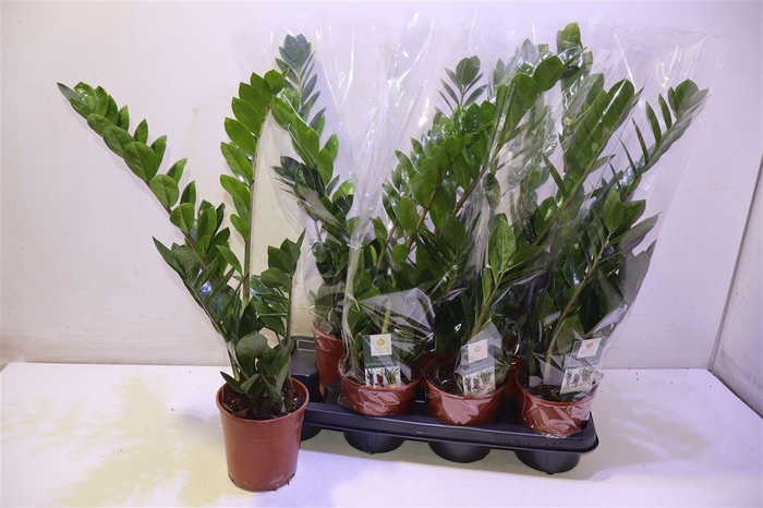 <h4>Zamio Zamiifolia</h4>