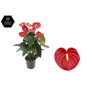 Anthurium 14 cm Tremendo in transparant sleeve