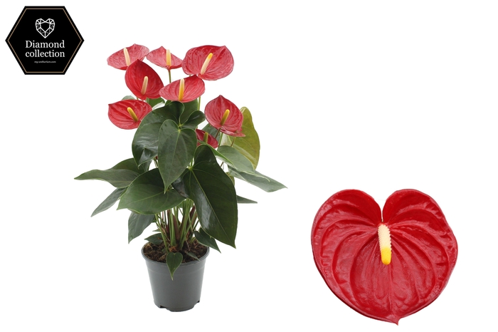 <h4>Anthurium 14 cm Tremendo in transparant sleeve</h4>