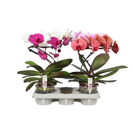 <h4>Phal Twister Mix 1 Spike</h4>