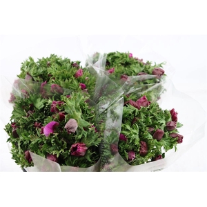 Anem Marianne Orchid