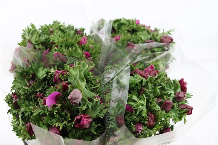 <h4>Anem Marianne Orchid</h4>