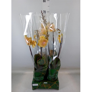 Phalaenopsis   ...yellow