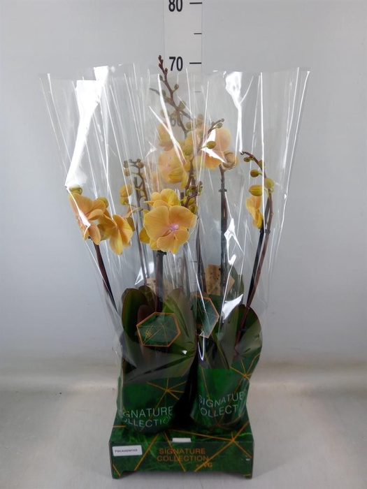 <h4>Phalaenopsis ...yellow</h4>