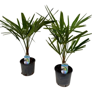 Trachycarpus fortunei P14