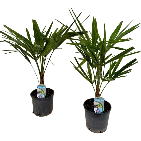 <h4>Trachycarpus fortunei P14</h4>