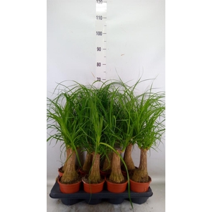 Beaucarnea recurvata