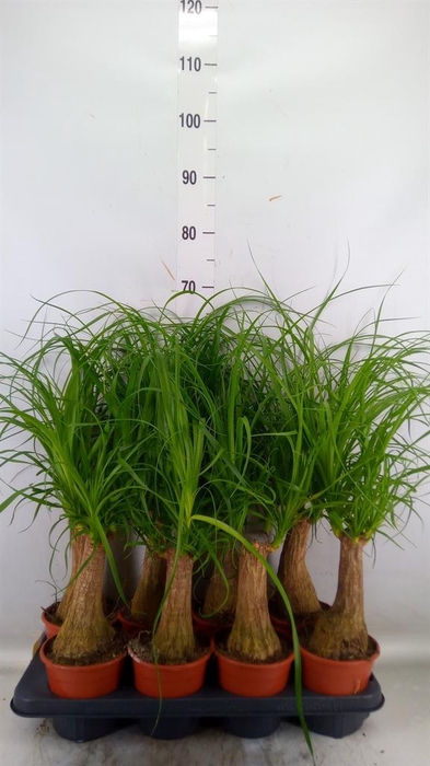 <h4>Beaucarnea recurvata</h4>