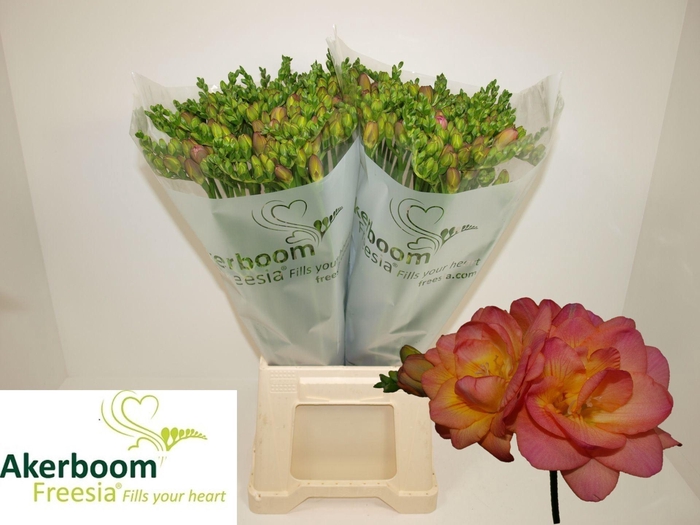 <h4>Freesia dub Romantic Peach</h4>