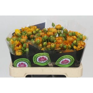 Ranunculus Moderna Vivaldi