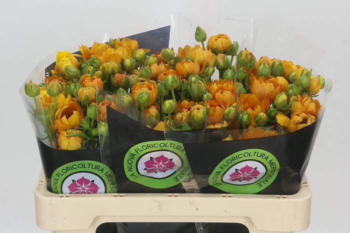 <h4>Ranunculus Moderna Vivaldi</h4>