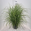 Miscanthus Red Chief